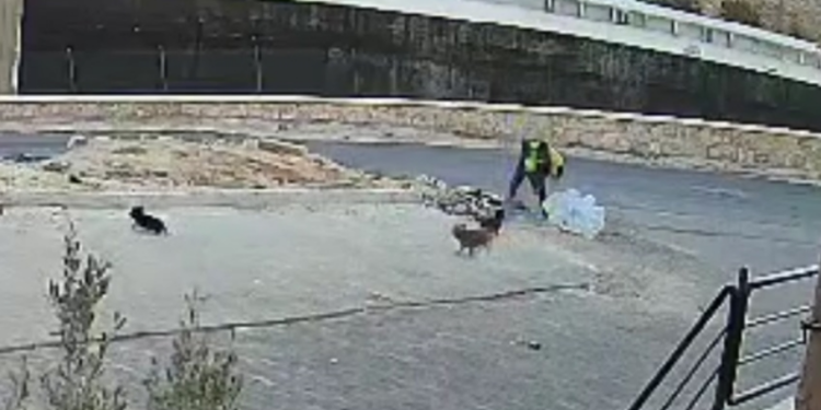 Yavru köpeği parke taşıyla öldüren şüpheli gözaltına alındı