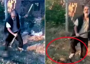 Yavru köpeği tarım aleti saplayarak öldüren sanık hakim karşısına çıktı, sanık avukatları "Müvekkilimizin akıl sağlığı yerinde değil" dedi