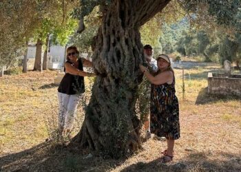 Zeytinlik alanda maden ocağına yargı freni