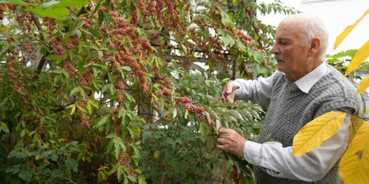 50 Ülkeden 200 Çeşit Meyve Yetiştiriyor