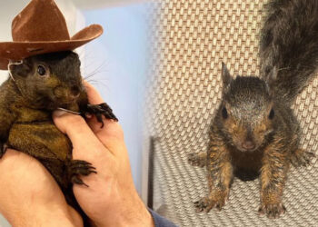 ABD'de Yetkililer El Koymuştu! Fenomen Sincap İçin İmza Kampanyası