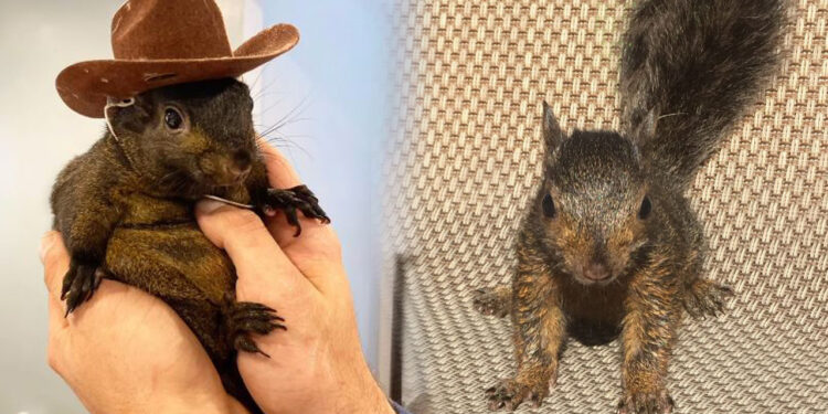 ABD'de Yetkililer El Koymuştu! Fenomen Sincap İçin İmza Kampanyası