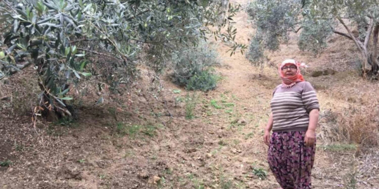 Aydın'da Üreticiler Zorda, Hasat Yarıda Kaldı: Günlük 3 Bin Liraya Çalışacak Eleman Bulamıyor