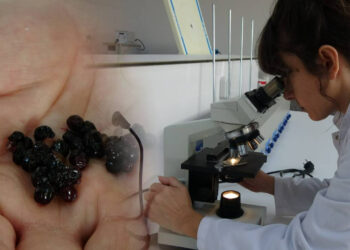 Bilim İnsanları Keşfetti! Türkiye'de Doğal Olarak Yetişiyor, Kanserli Hücreleri Yok Ediyor