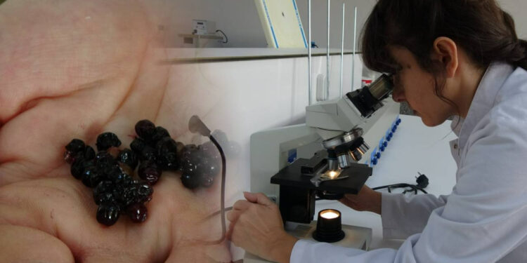 Bilim İnsanları Keşfetti! Türkiye'de Doğal Olarak Yetişiyor, Kanserli Hücreleri Yok Ediyor