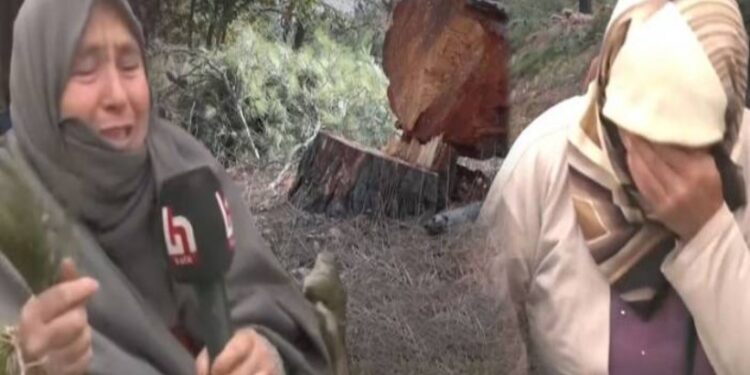 Cengiz Holding’e karşı Kazdağları direnişi