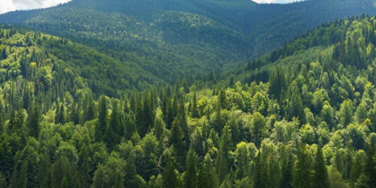 Danimarka iklim değişikliğiyle mücadele için 1 milyar ağaç dikecek