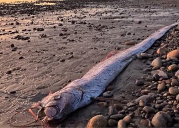 Depremle ilişkilendirilen ‘kıyamet balığı’ Kaliforniya kıyılarına vurdu