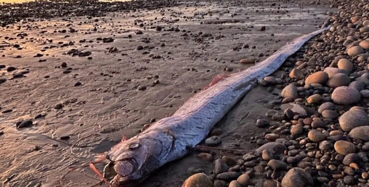 Depremle ilişkilendirilen ‘kıyamet balığı’ Kaliforniya kıyılarına vurdu