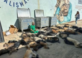 Doğal Yollarla Öldükleri Söylenmişti! Gebze'de Katliam: Raporda Acı Gerçek Ortaya Çıktı