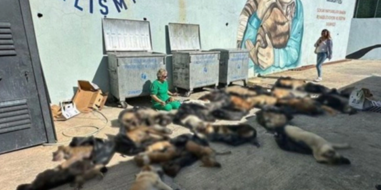 Doğal Yollarla Öldükleri Söylenmişti! Gebze'de Katliam: Raporda Acı Gerçek Ortaya Çıktı