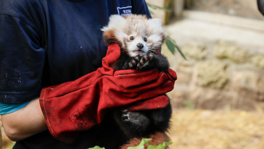 Havai Fişek Sesinden Korkan Yavru Panda Hayatını Kaybetti