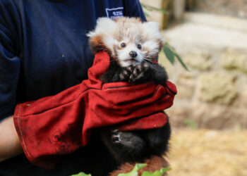 Havai Fişek Sesinden Korkan Yavru Panda Hayatını Kaybetti