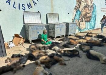 Hayvanların ciğerlerinde kanama ve ödem tespit edilmiş, ağız ve burunlarından kan gelmiş!