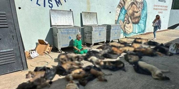 Hayvanların ciğerlerinde kanama ve ödem tespit edilmiş, ağız ve burunlarından kan gelmiş!