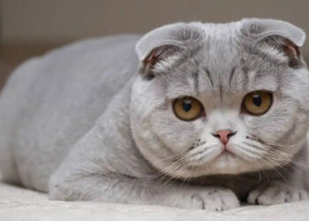 Hollanda'da Scottish Fold Cinsi Kedilerin Sahiplendirilmesi Yasaklandı