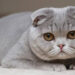 Hollanda'da Scottish Fold Cinsi Kedilerin Sahiplendirilmesi Yasaklandı