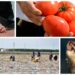 İnsan vücudu günde ne kadar mikroplastiğe maruz kalıyor?