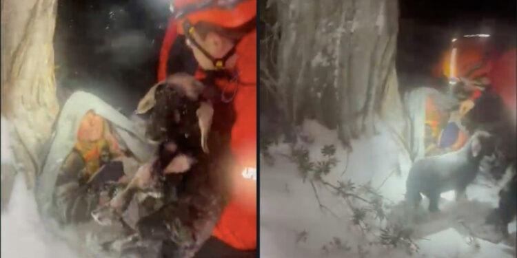 Karda Kaybolmuşlardı... Yaşlı Çift Kuzuları ile Tavuklarına Sarılmış Halde Bulundu