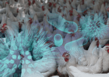 Konya'nın Ardından Bir İlde Daha Kuş Gribi Alarmı! Karantinalar Başladı