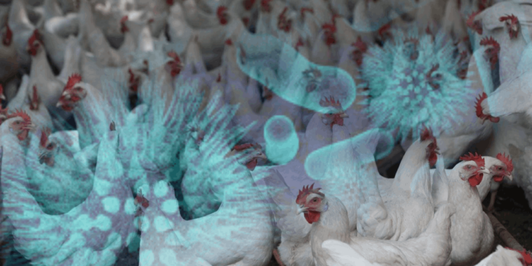 Konya'nın Ardından Bir İlde Daha Kuş Gribi Alarmı! Karantinalar Başladı