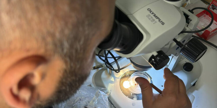 Korkutan Virüs ABD'den Sonra Türkiye'de de Görüldü