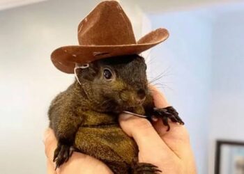 Kuduz endişesiyle uyutulan yetim sincap, ABD siyasetini nasıl karıştırdı?