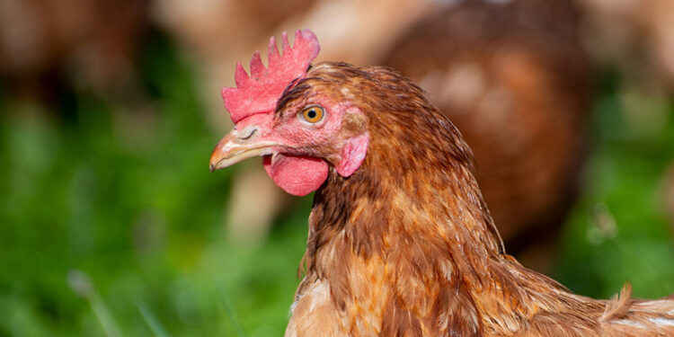 Kuş gribi alarmı: Eskişehir’de 5 mahalle karantinada!