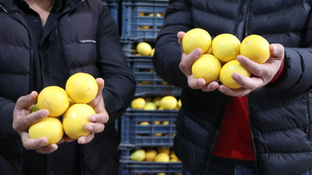 Limon Halde 3, Markette 30 Lira: Makas 10 Katı Aştı