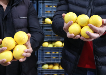 Limon Halde 3, Markette 30 Lira: Makas 10 Katı Aştı