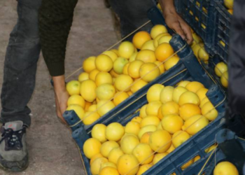 Limonda hal-market makası 10 katı aştı