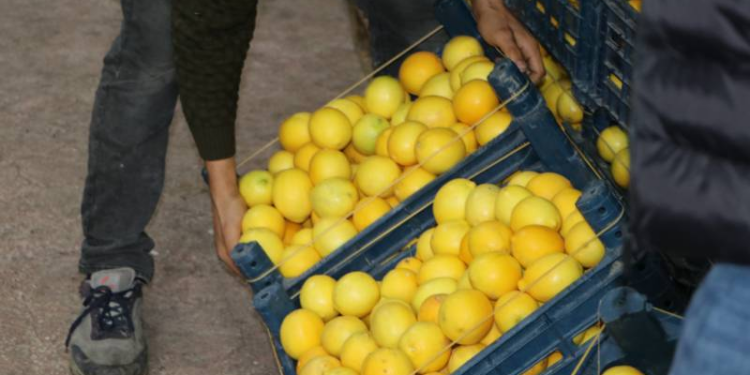 Limonda hal-market makası 10 katı aştı
