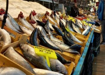 Palamut ucuzladı, hamsi uçtu: İşte İstanbul'da balık fiyatları