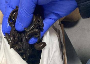 Rus yolcunun valizinden 5 bin sülük çıktı!