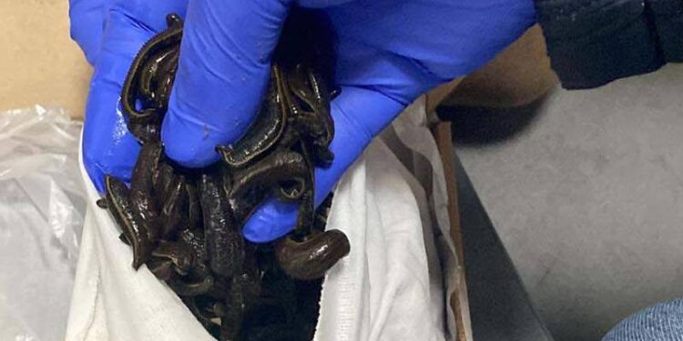 Rus yolcunun valizinden 5 bin sülük çıktı!