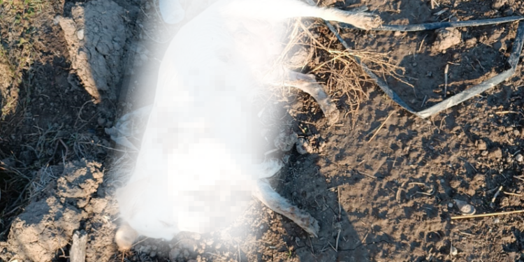 Serik'te anne köpek ve 2 yavrusu tüfekle öldürülmüş halde bulundu