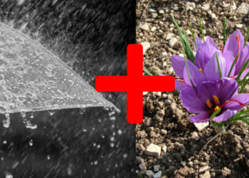 Yağmur Suyu ve Safran: Çıkan Sonuçlar Şaşırttı