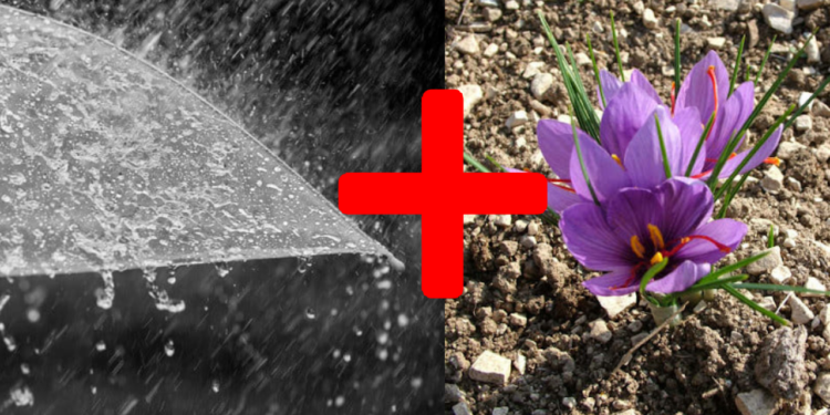 Yağmur Suyu ve Safran: Çıkan Sonuçlar Şaşırttı