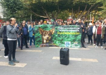 Hayvan hakları savunucularından ‘yan yana gelelim’ çağrısı