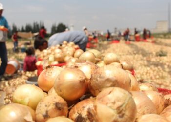 Tarım ürünlerindeki fiyat 1 yılda yüzde 46,91 arttı