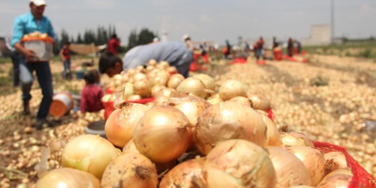 Tarım ürünlerindeki fiyat 1 yılda yüzde 46,91 arttı