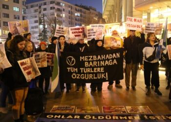 Hayvanseverlerden CHP’li belediyelere: Bu kaçıncı katliam?