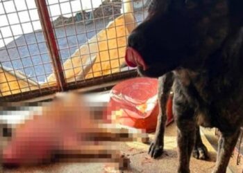 Mamak’ta ‘hayvan katliamı’ iddiası: Valilik tahkikat başlattı