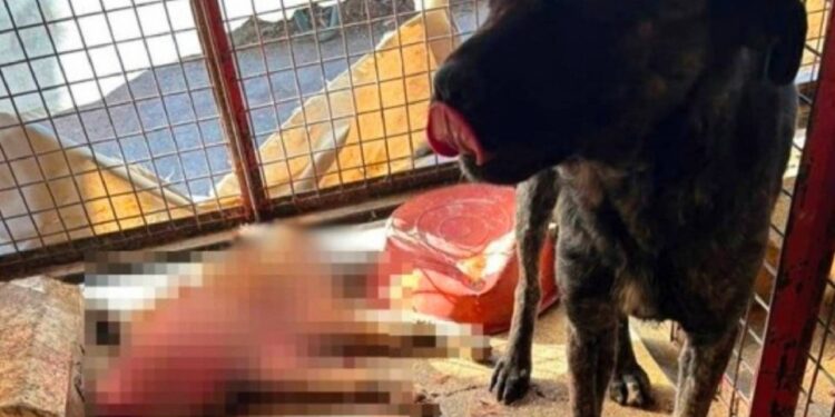 Mamak’ta ‘hayvan katliamı’ iddiası: Valilik tahkikat başlattı