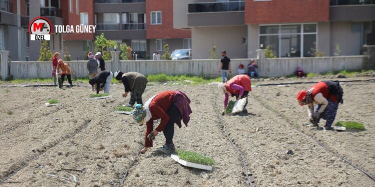 Tarıma ayrılan bütçe çiftçinin değil şirketlerin cebine gidiyor