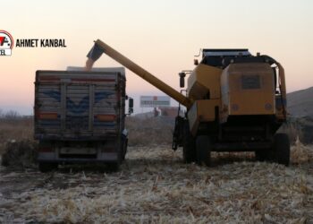 Araziler boş kaldı, mısır para etmedi