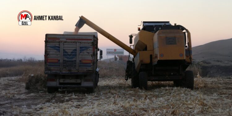 Araziler boş kaldı, mısır para etmedi
