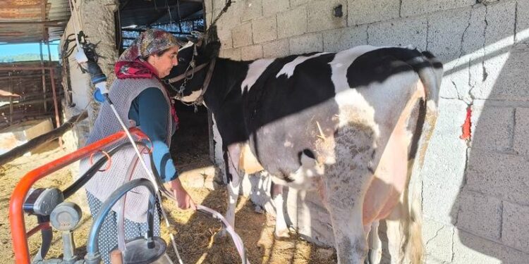 15 ineğimin 13'ünü satmak zorunda kaldım!