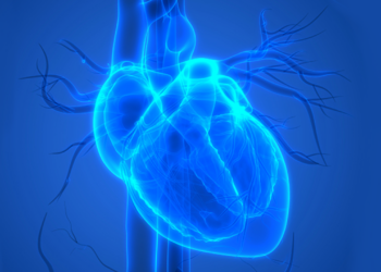 Bilim İnsanlarından Yeni Keşif: Kalbin 'Mini Beyni'