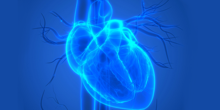 Bilim İnsanlarından Yeni Keşif: Kalbin 'Mini Beyni'